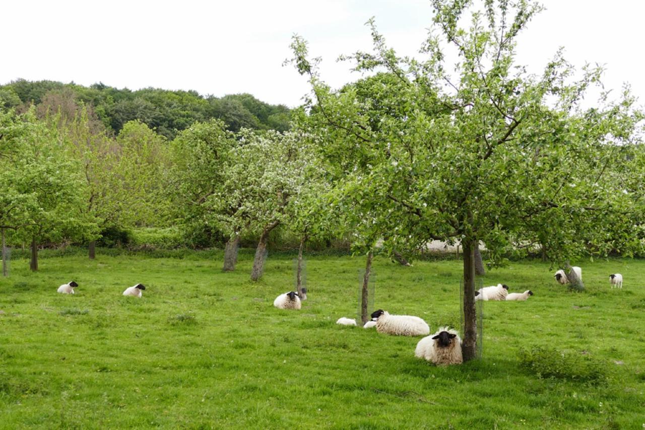 Ferienwohnung An Der Obstwiese Borgholzhausen Eksteriør bilde
